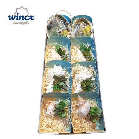 Succulent Mix In Shells (xl)