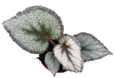 Begonia Flamingo Soul