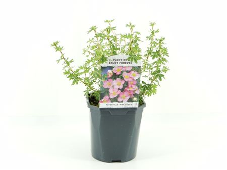 Potentilla Frut Blink