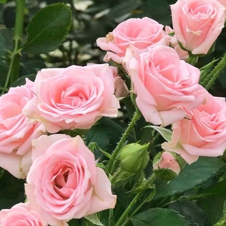 Роза флорибунда Лидия