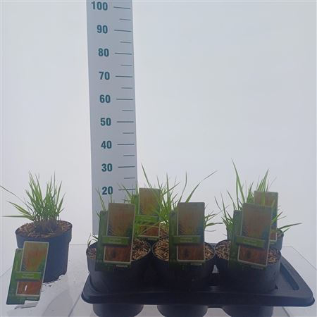 Panicum Virgatum Rehbraun