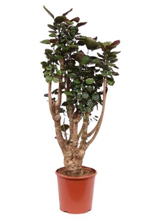 Polyscias Fabian Branched