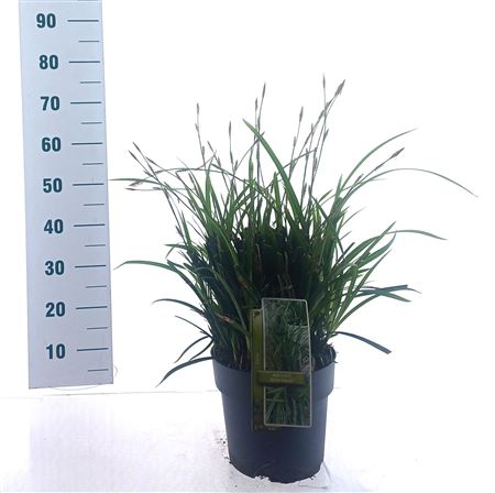Carex Morrowii Irish Green