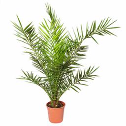 Финик Канарский