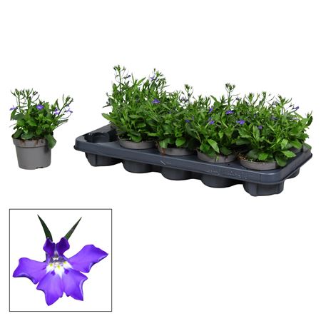 Lobelia Purple
