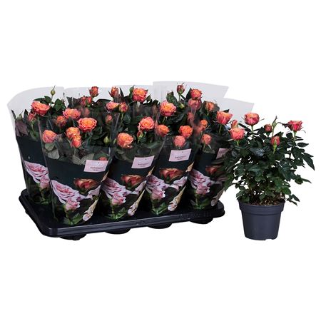 Rosa Patio Orange
