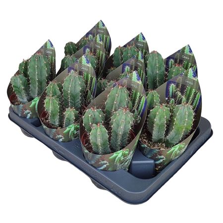 Lemaireocereus Stellatus Potcover