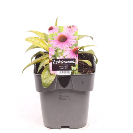 Echinacea Purp Magnus