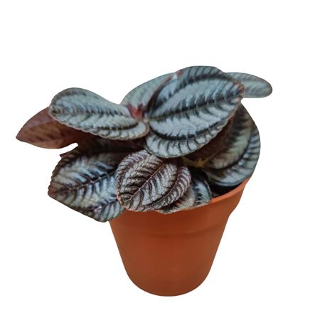 Пилея Норфолк