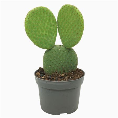 Opuntia Microdasys Inermis