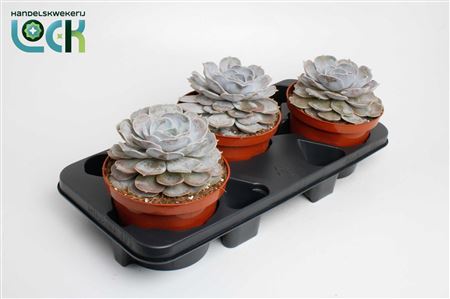 Echeveria Runyonii