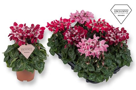 Cyclamen Djix Mix (exclusive)