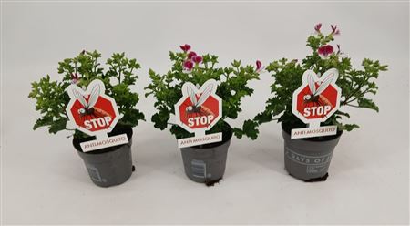 Pelargonium Senna Anti-mosquito