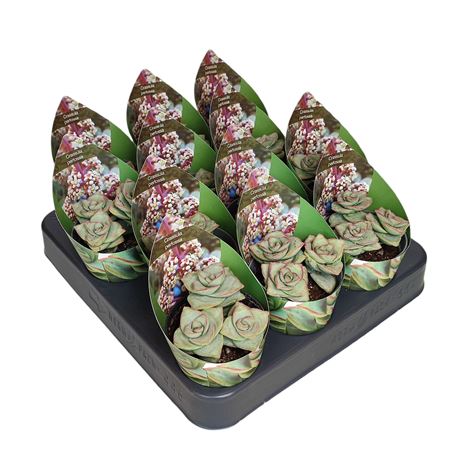 Crassula Perfossa Potcover