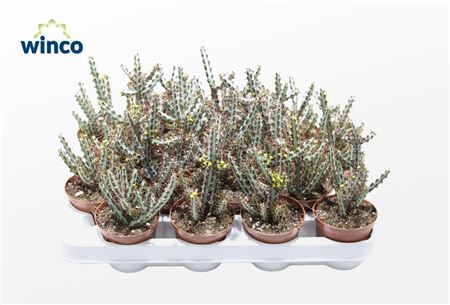 Euphorbia Aeroginosa