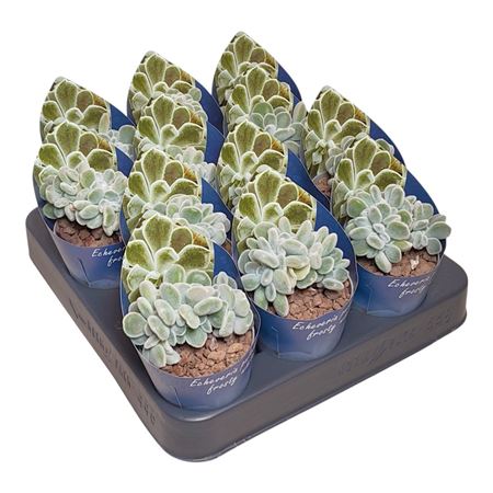 Echeveria Pulvinata Frosty Crestata Potcover