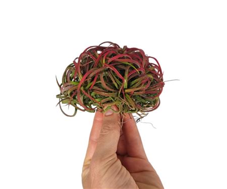 Tillandsia Ionantha Clumb Red
