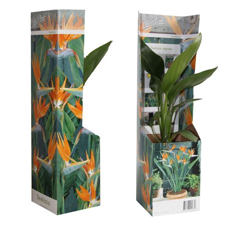 Strelitzia Reginae