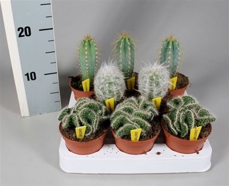 Cactus Mix On Row + Name Etiket