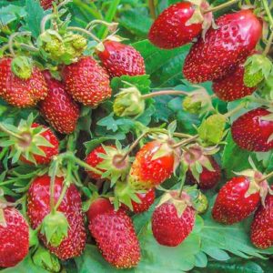 Земклуника Мускатная Бирюлевская