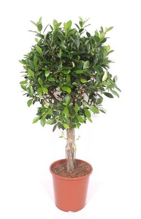 Ficus Nitida Multi Stem