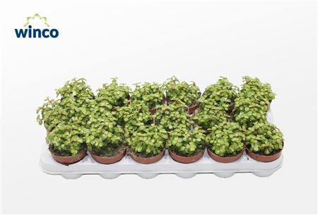 Crassula Afra Mediopicta