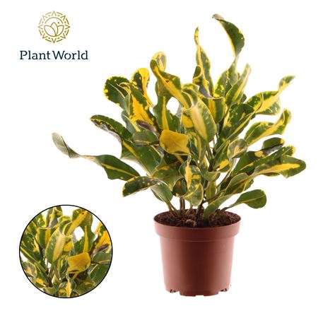 Codiaeum Yellow Mammi 3pp Head