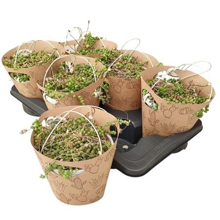 Senecio Rowleyanus In Hanging Basket