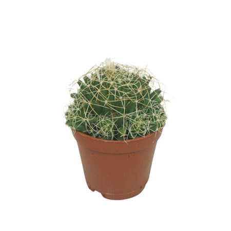 Mammillaria Camptotricha