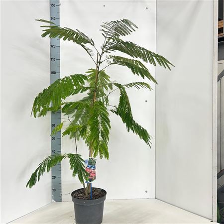 Albizia Julibrissin Ombrella