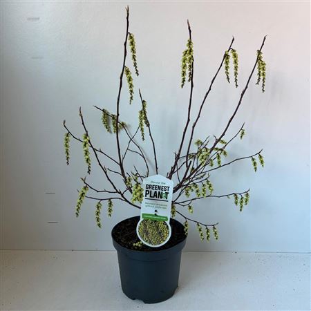 Stachyurus Chin Celina