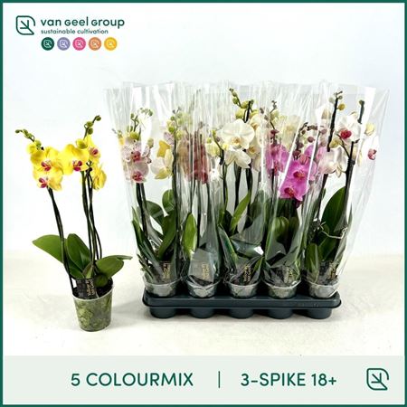 Phal 3st Mix 5 Colours 18+ (van Geel)