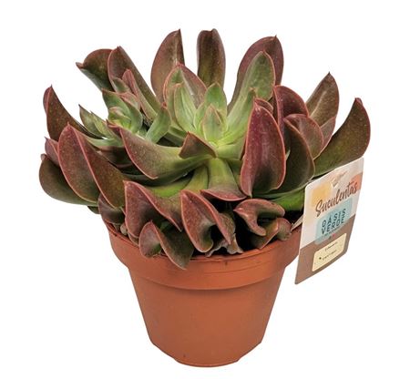 Echeveria Dark Topsy