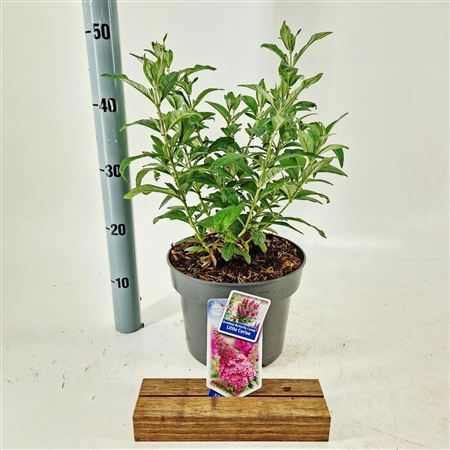 Buddleja Dav Butterfly Candy Little Cerise
