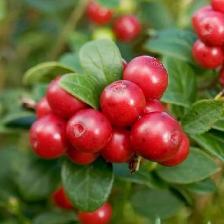 Брусника Аммерланд