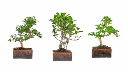 Bonsai Ficus Retusa 15cm Pot-s-shape- Terra Collec