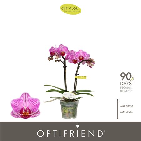 Phal 2st Optifriend Lotte (opti)