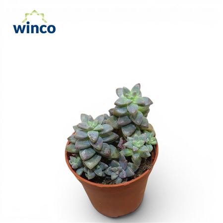 Graptosedum Bronze