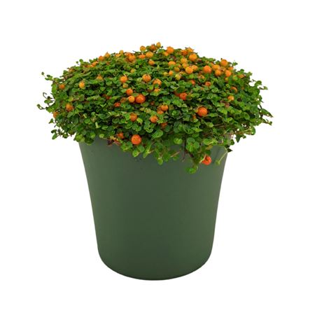 Nertera Granadensis Astrid In Pot Green