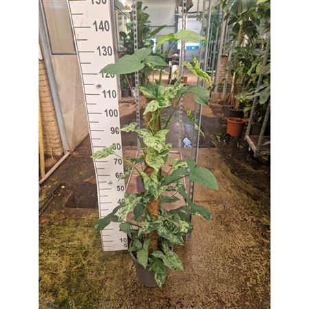 Syngonium Mottled Mojito Mosspole