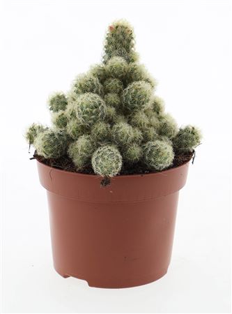 Cactus Mammillaria Elongata Yellow