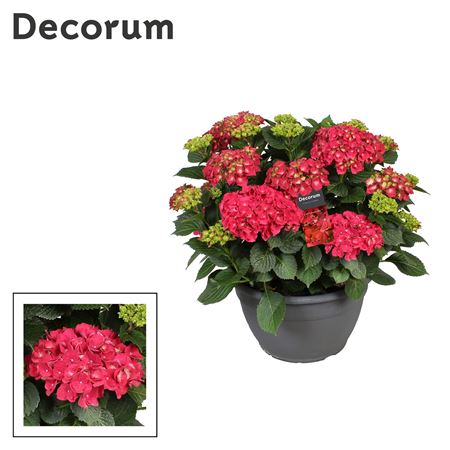 Hydrangea Ma Red 25+ (decorum)