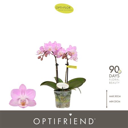 Phal 2st Mini Lieke