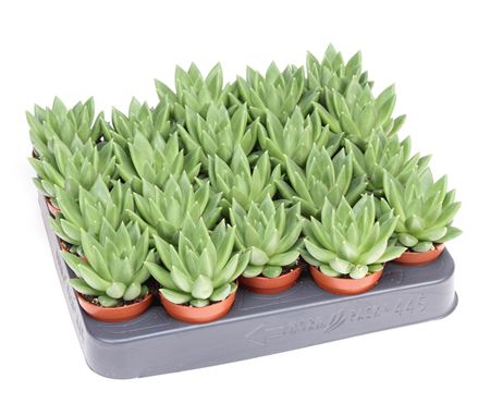 Echeveria Nekkar