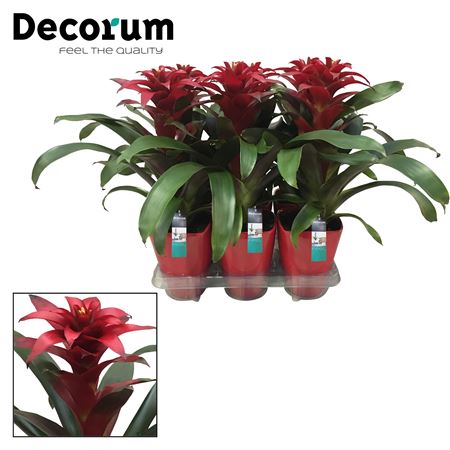 Guzmania Salinas Luxe Keramiek (decorum)