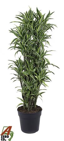 Dracaena Lemon Lime Branched