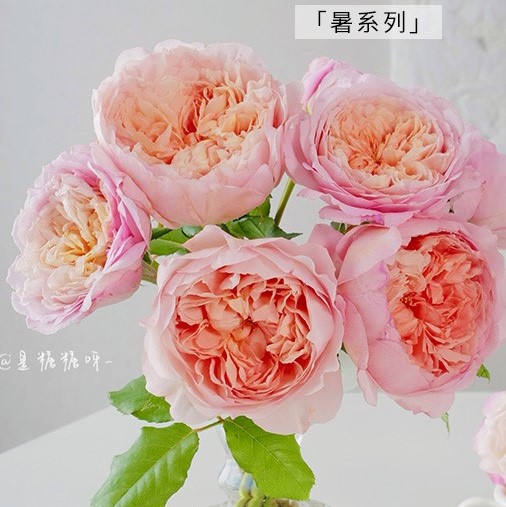 Роза парковая Пич-Дай