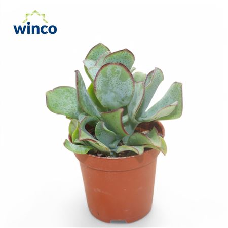 Crassula Undilatifolia