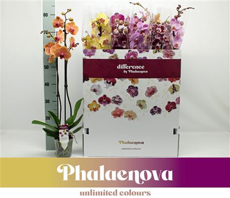 Phal 2st Mix 12color Mix 16+