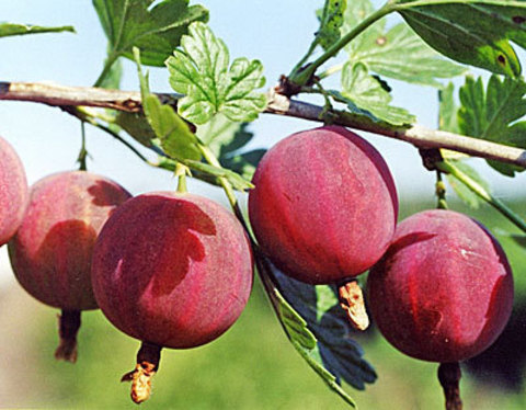 Крыжовник Колобок в тубе